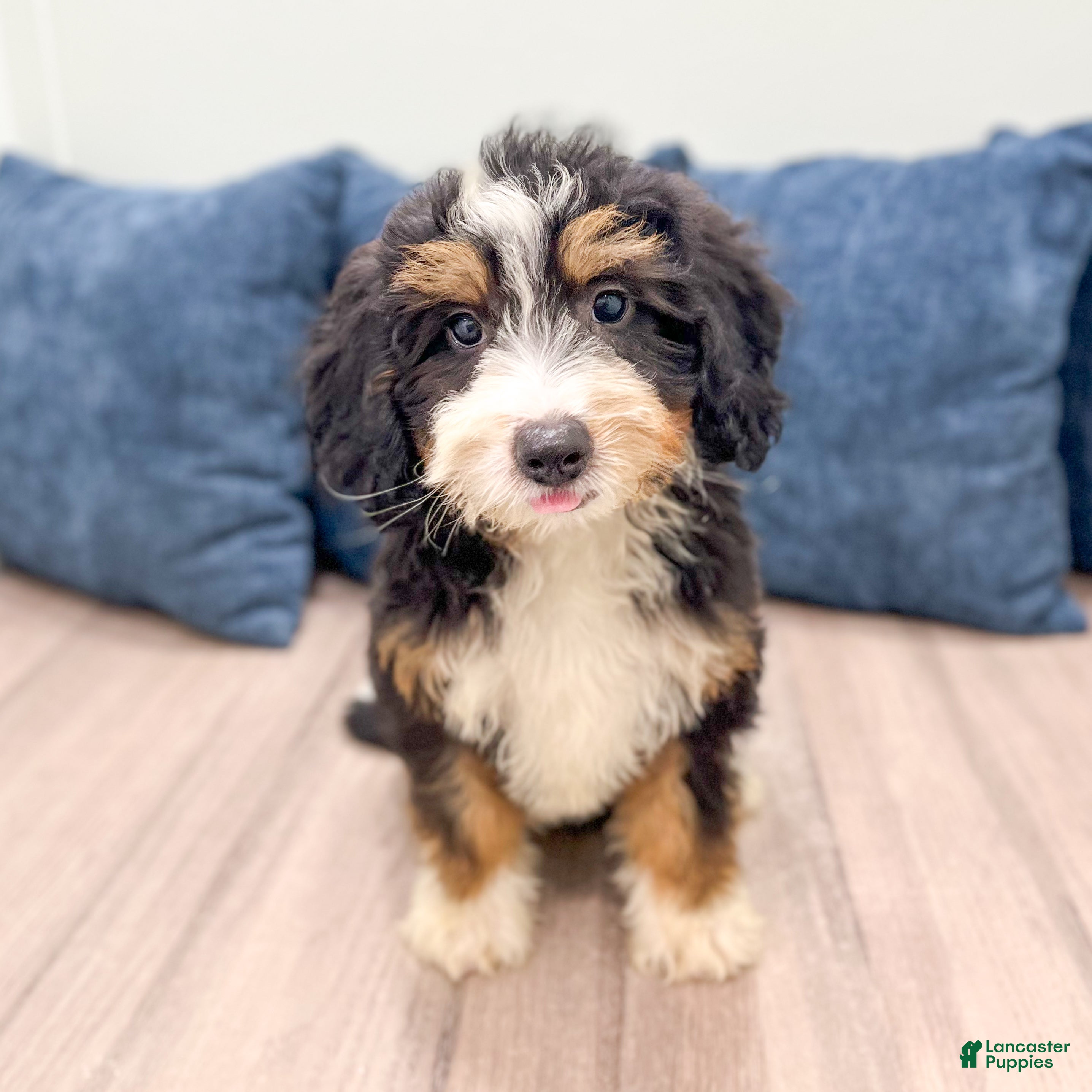Mini Bernedoodle dogs Stella - New Video - Ad 2