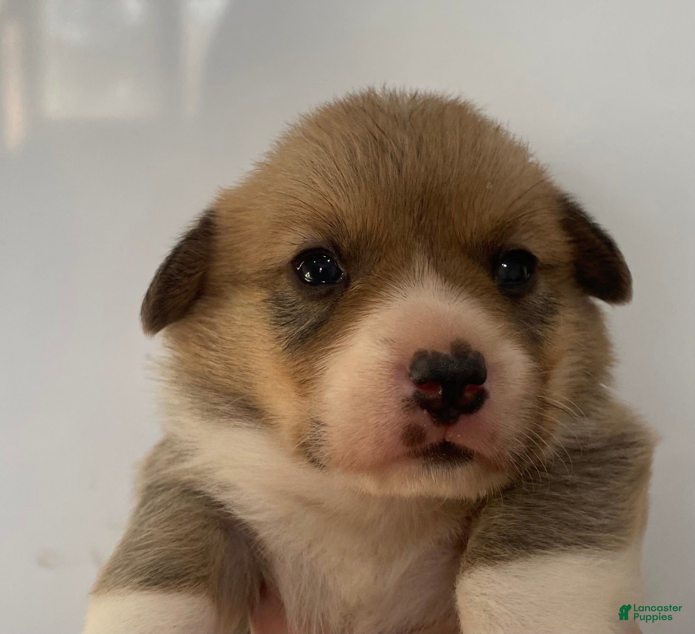 Welsh Corgi Pembroke dogs Ginger - Ad 11