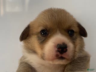 Welsh Corgi Pembroke dogs Ginger - Ad 11