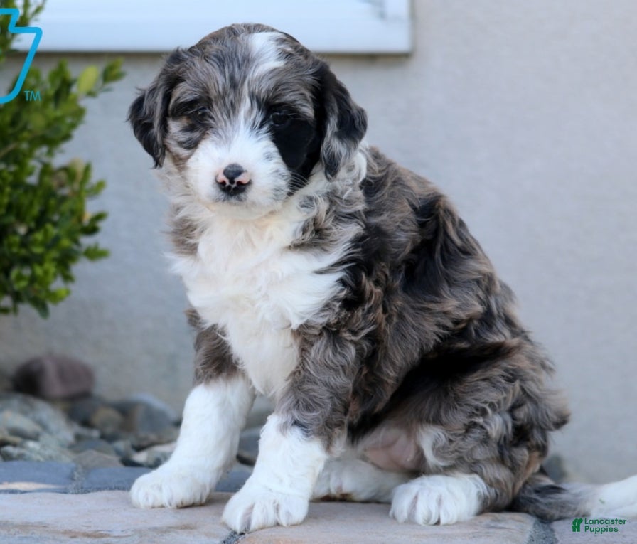 Aussiedoodle dogs Daisy - Ad 14