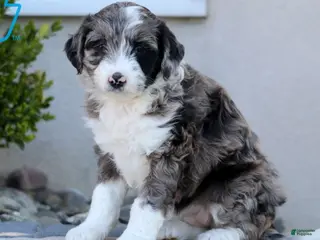 Aussiedoodle dogs Daisy - Ad 14