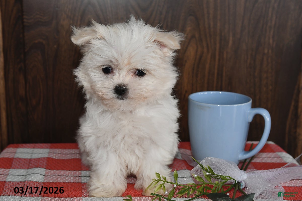 Maltese dogs Max - Ad 2