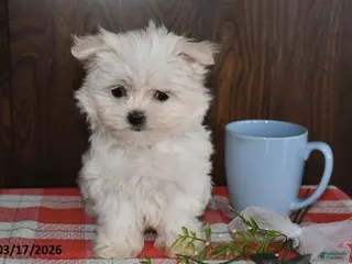 Maltese dogs for sale: Max - Ad 2