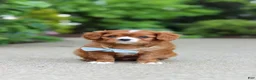 Cavalier King Charles Spaniel dogs for sale: Charlie - Ad 4