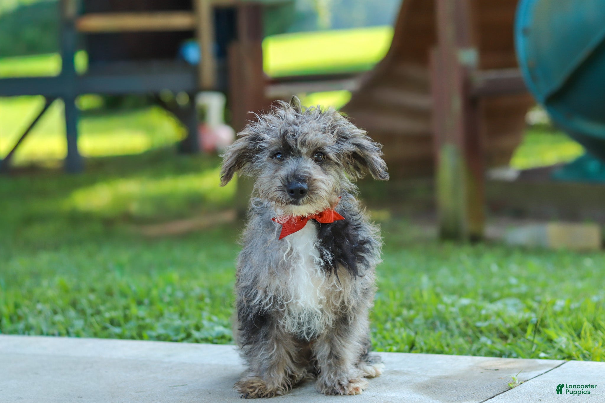 Yorkiepoo dogs Winston - Ad 2
