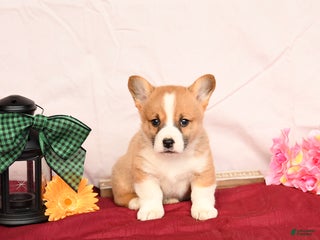 Welsh Corgi Pembroke dogs Oscar - Ad 3