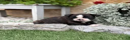 Boston Terrier dogs for sale: Keeth - Ad 6