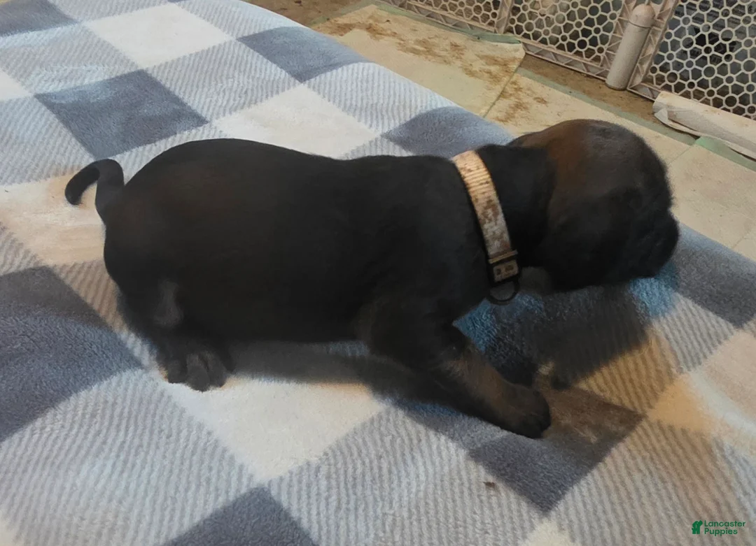 Other breed dogs for sale: Bavarian Mountain Scent Hound White Female Pup - Ad 2