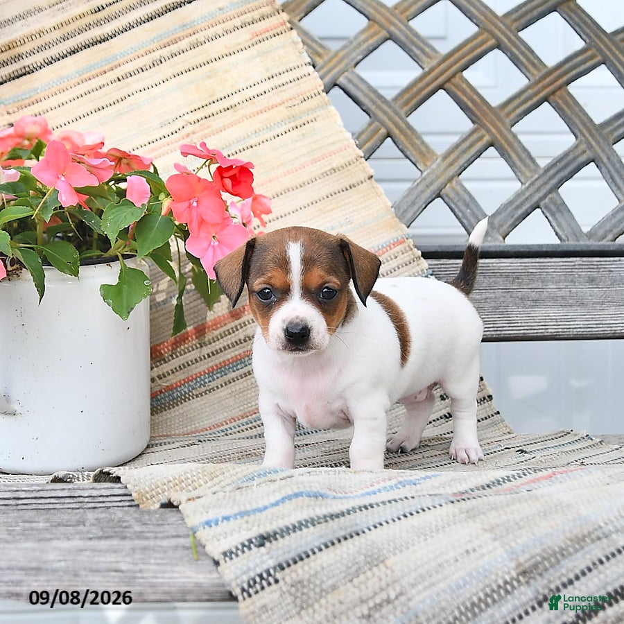 Chiweenie dogs Posy - Ad 1