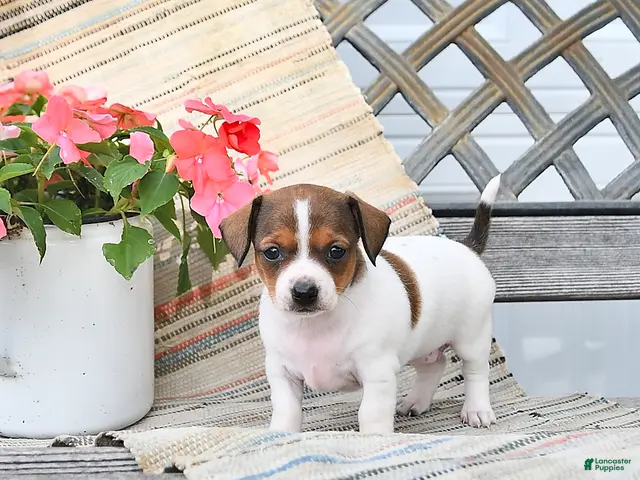 Chiweenie dogs for sale: Posy - Ad 1