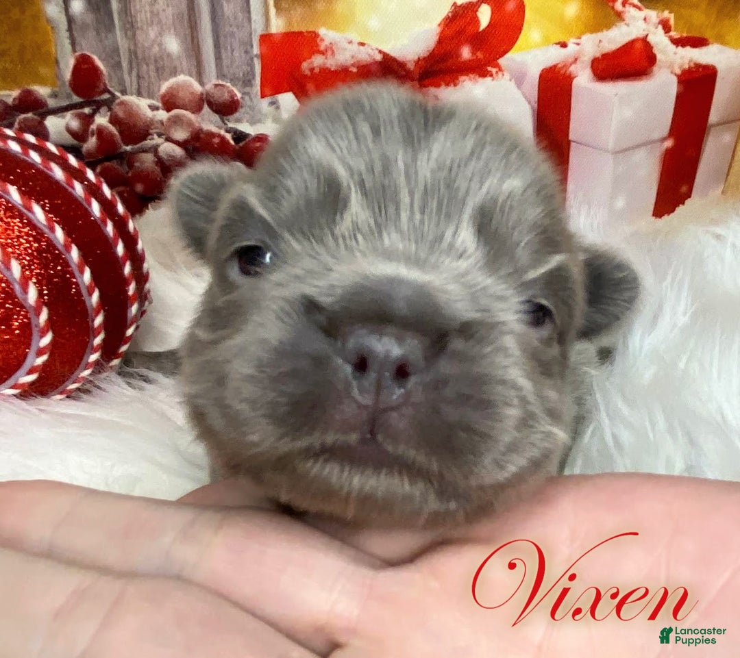 French Bulldog Puppies for sale in Illinois Lancaster Puppies