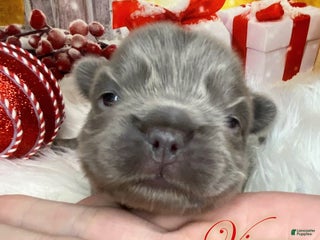 French Bulldog dogs - Ad 4