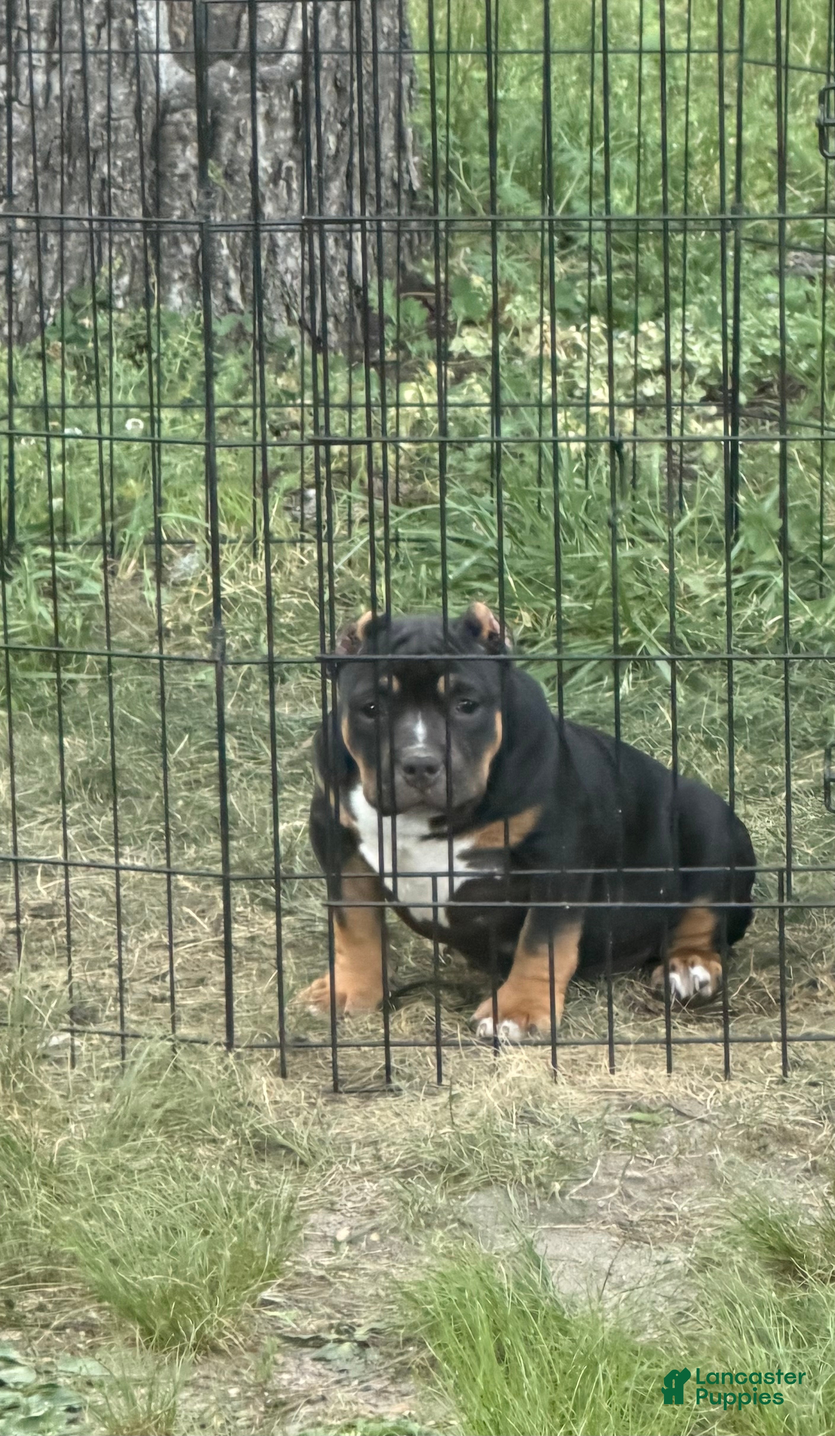 American Bully dogs Rampage - Ad 1