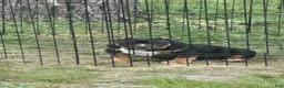 American Bully dogs for sale: Rampage - Ad 1