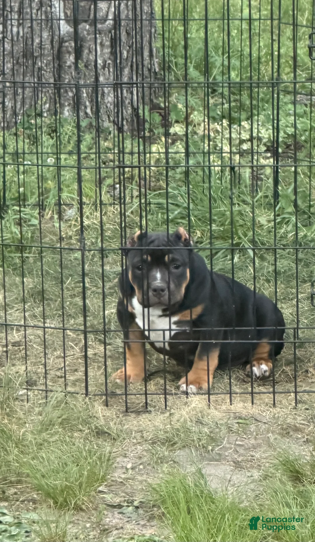 American Bully dogs for sale: Rampage - Ad 1