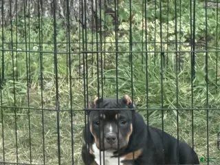 American Bully dogs for sale: Rampage - Ad 1
