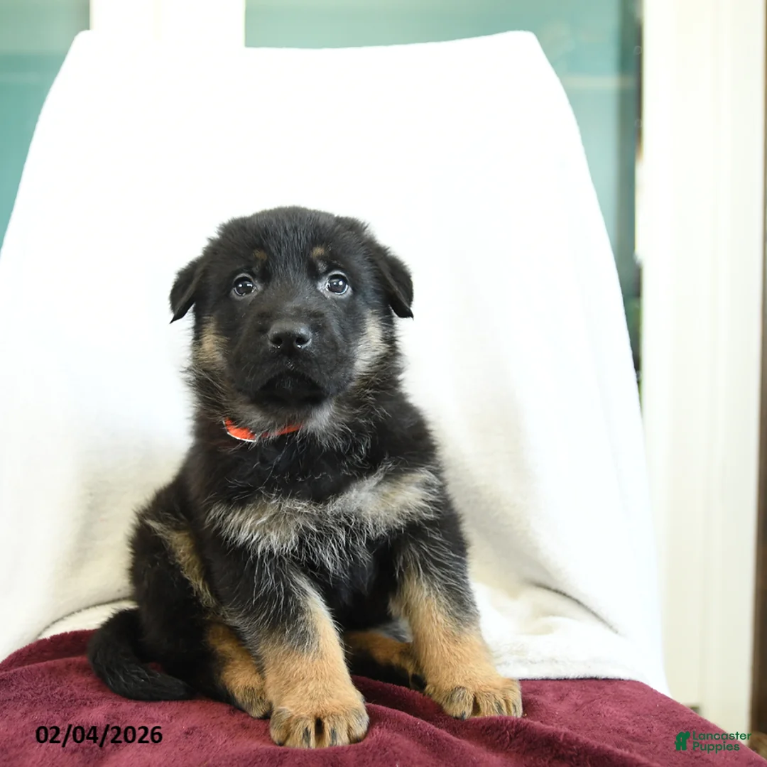 German Shepherd dogs for sale: Affinity - Ad 3