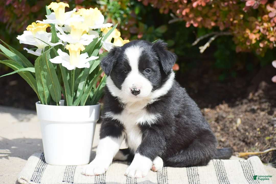 Border Collie dogs for sale: Danny - Ad 1