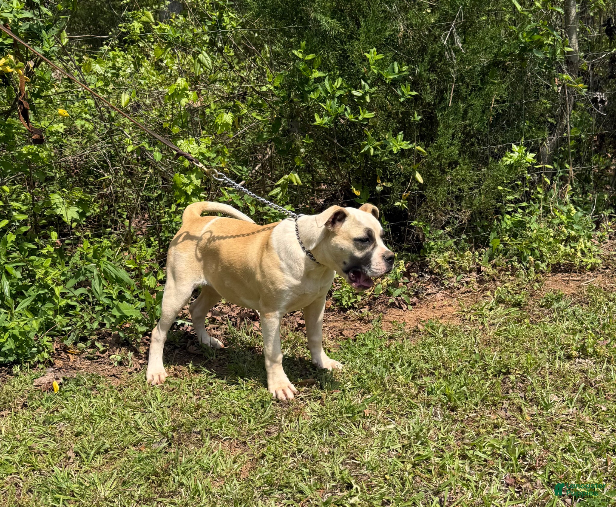 American Bulldog dogs Penny - Ad 2