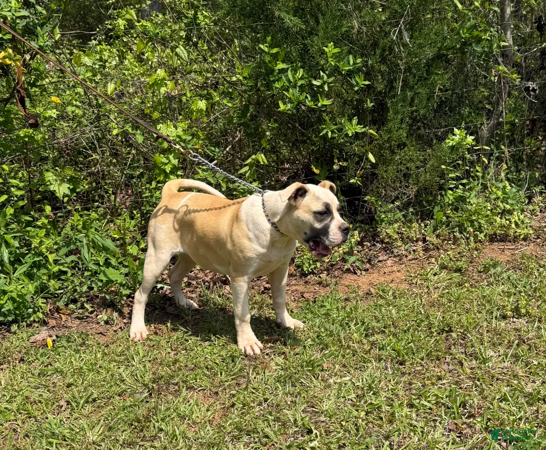 American Bulldog dogs for sale: Penny - Ad 2