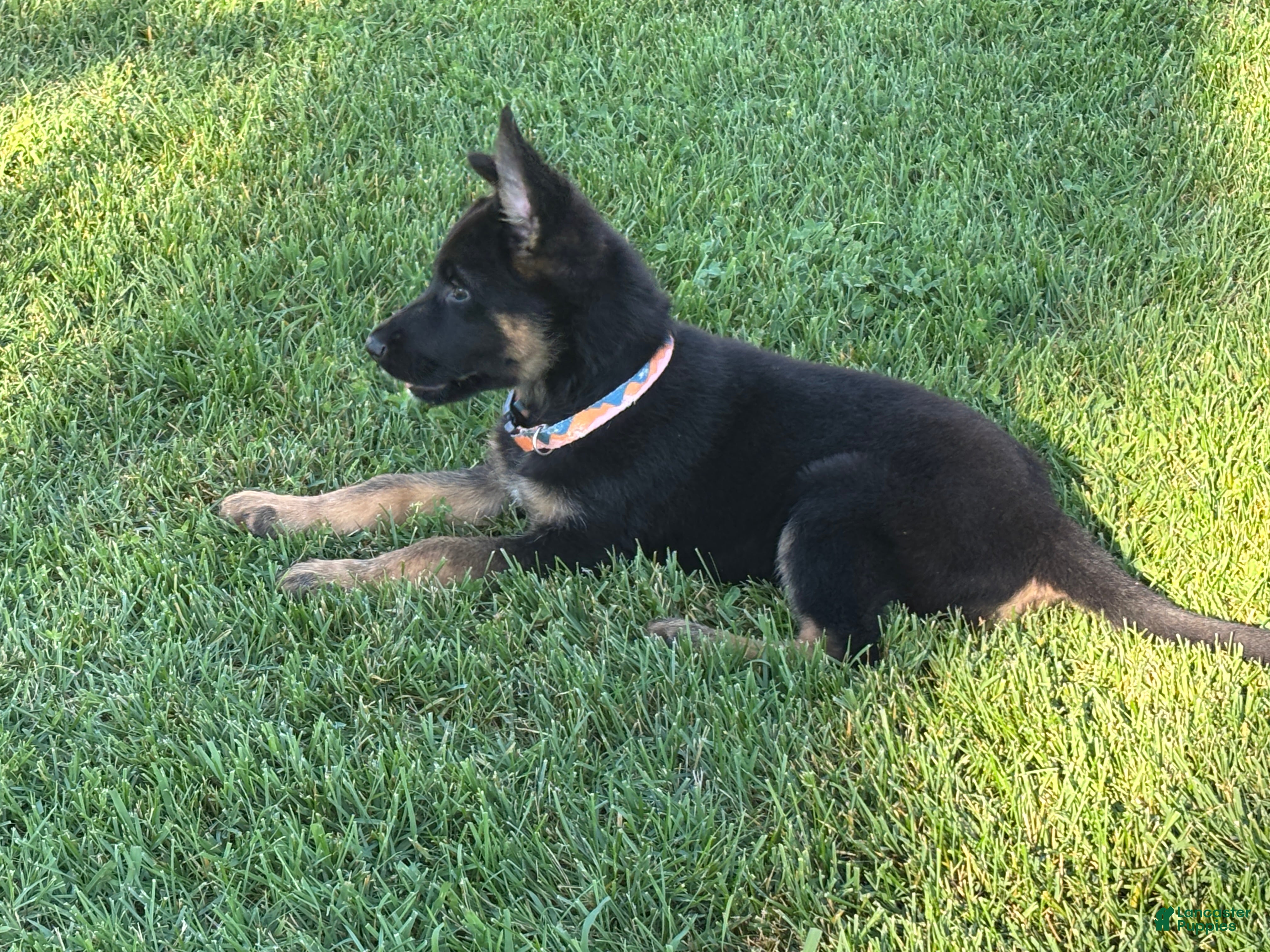 German Shepherd dogs Flair multi color collar girl - Ad 1