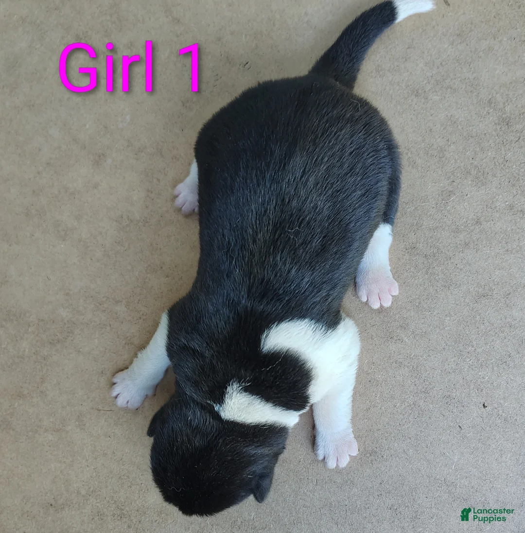 Akita dogs for sale: Akita female #1 - Ad 1