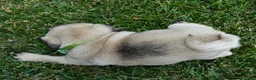 Pug dogs for sale: Pearl - Ad 15