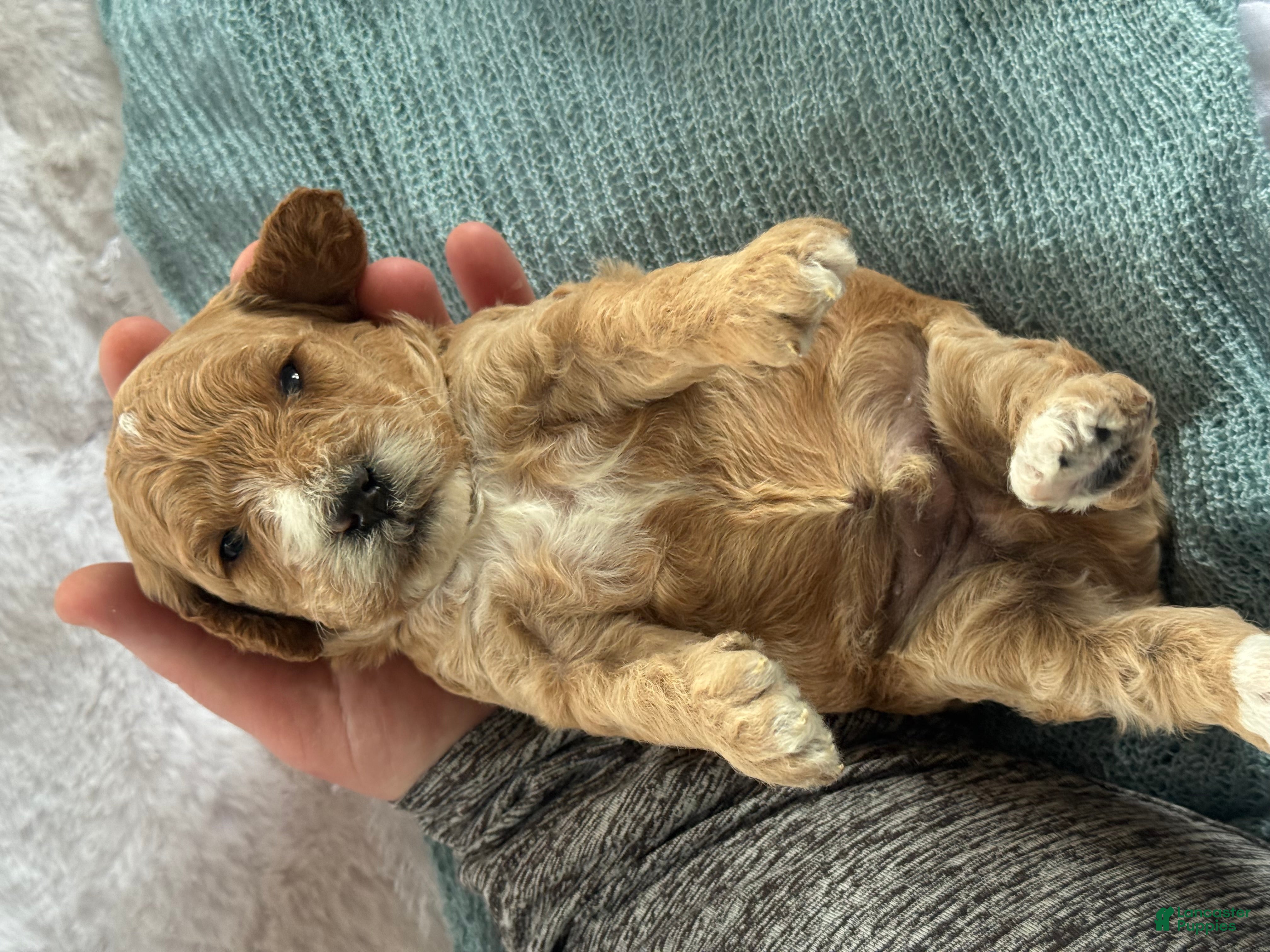 Cavapoo dogs Archer - Ad 2