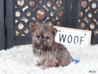 Havanese dogs Havanese Puppy Charlie - Ad 15