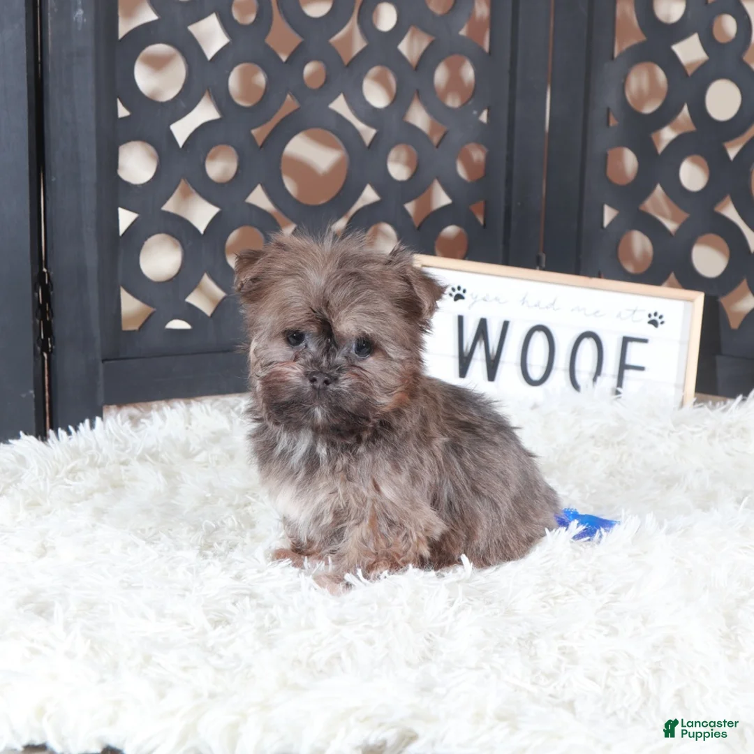 Havanese dogs for sale: Havanese Puppy Charlie - Ad 1