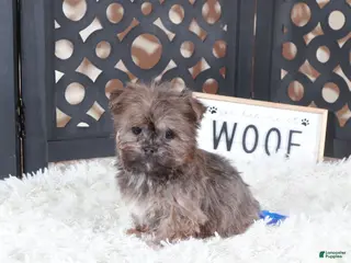 Havanese dogs Havanese Puppy Charlie - Ad 6