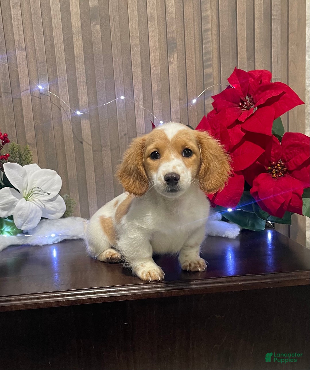 Miniature Dachshund dogs for sale: Miniature Dachshund Puppy 1 - Ad 2