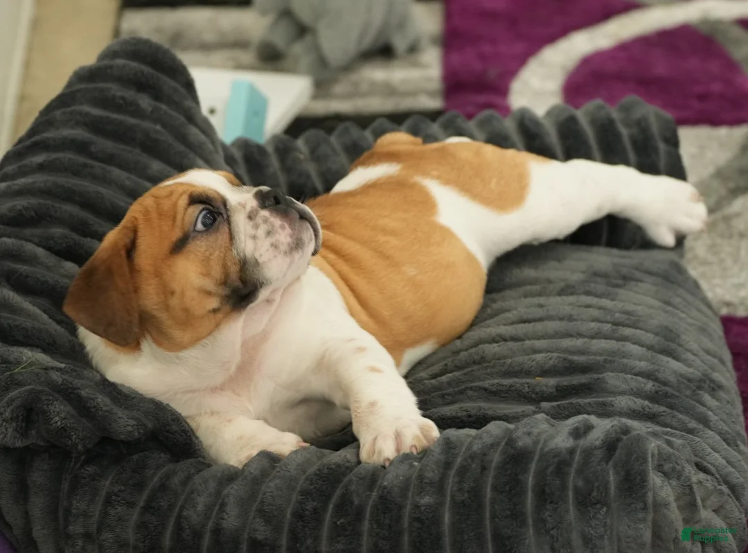 Beabull dogs for sale: Rosemary - Ad 6