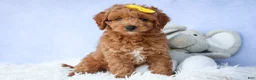 Cavapoo dogs for sale: TITUS - Ad 9