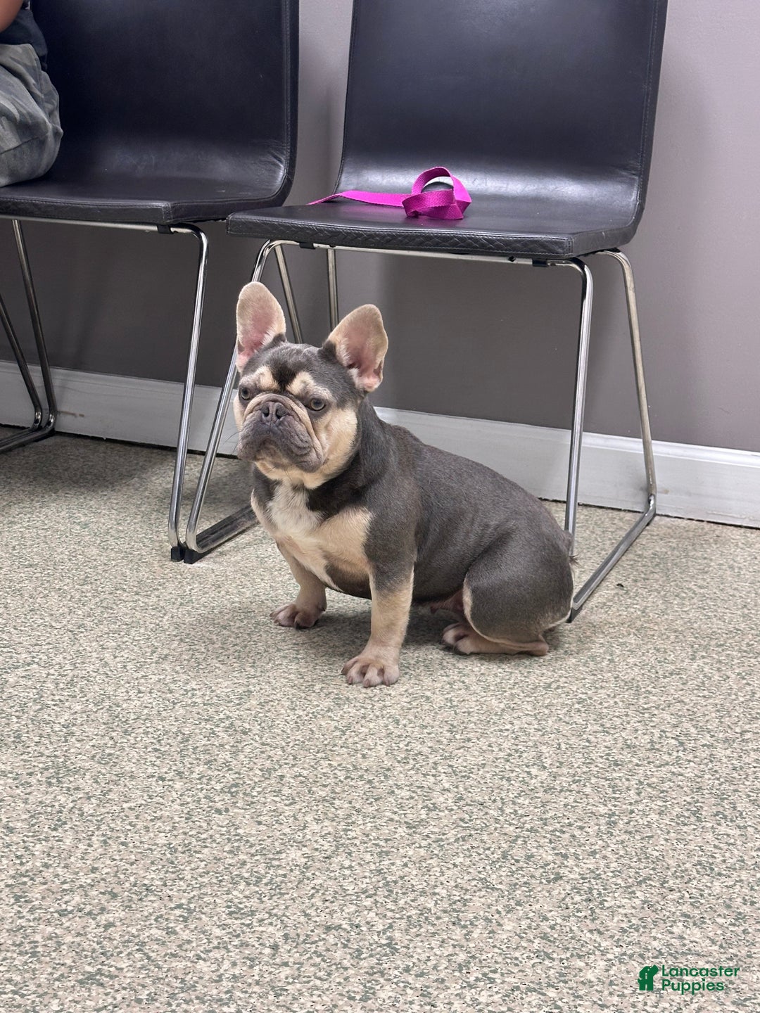 French Bulldog dogs for sale: Carmen  - Ad 7