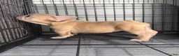 French Bulldog dogs for sale: Fawn Girl  - Ad 3
