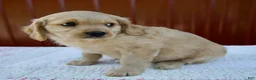 Miniature Golden Retriever dogs for sale: Gracie - Ad 5