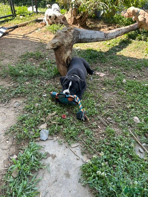 American Pit Bull Terrier dogs American Pit Bull Terrier 3 - Ad 12