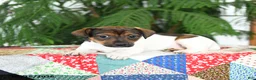 Jack Russell Terrier dogs for sale: Bubbles - Ad 3