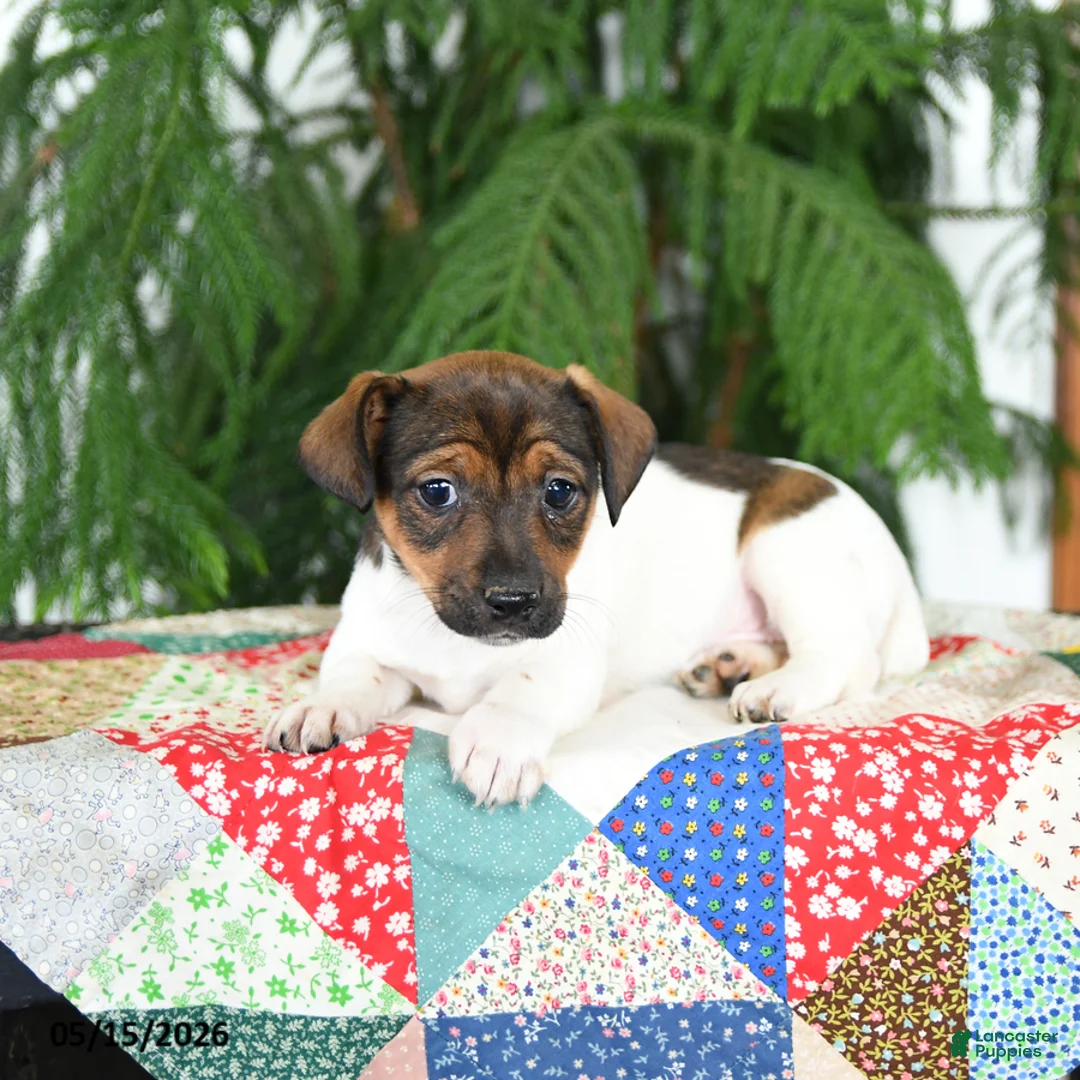 Jack Russell Terrier dogs for sale: Bubbles - Ad 3