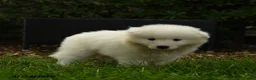 Samoyed dogs for sale: Krista - Ad 4