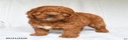 Cockapoo dogs for sale: Jane - Ad 3