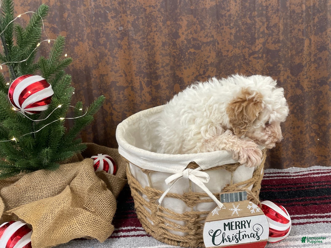 Miniature Poodle dogs for sale: Shenzie - Ad 12