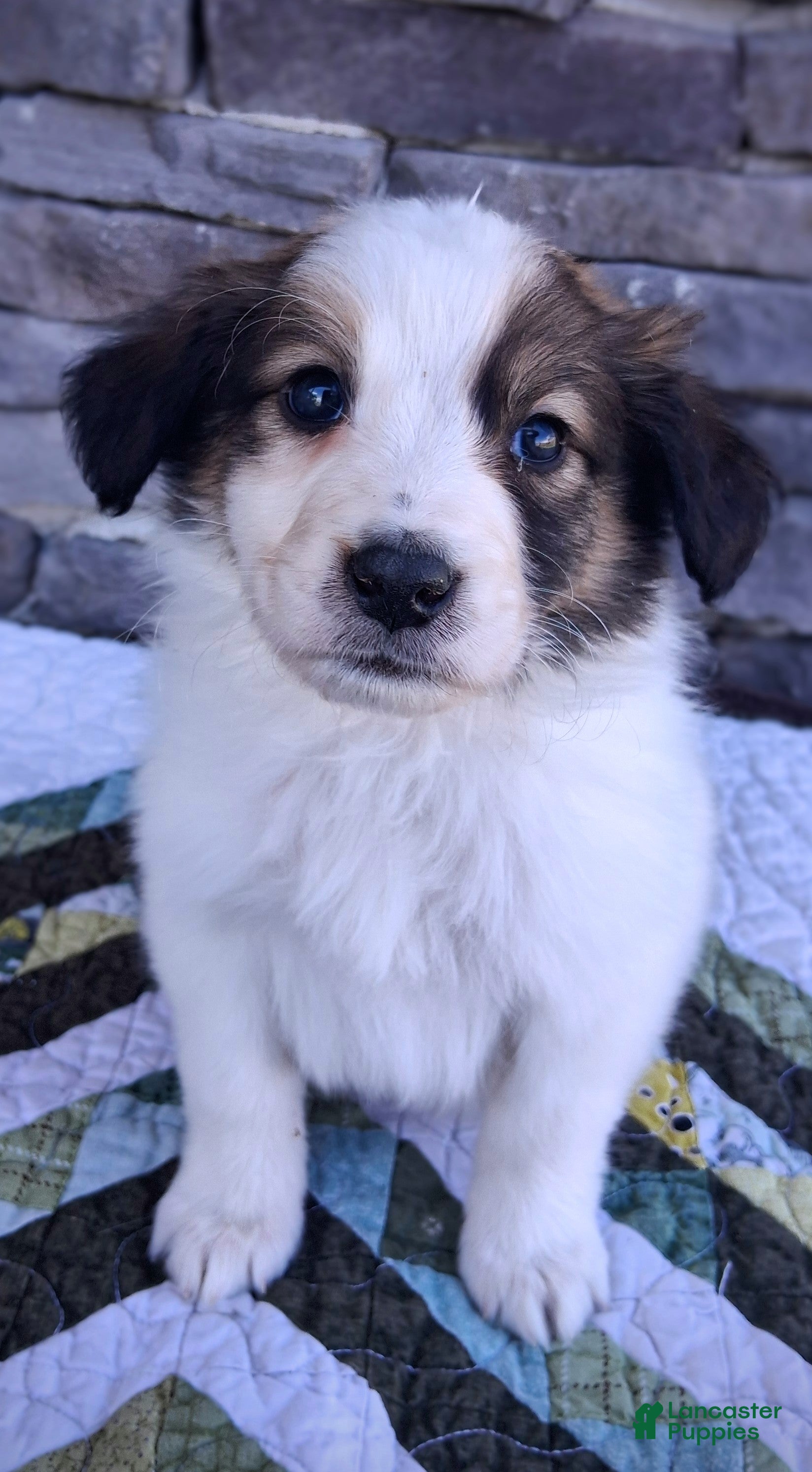 Scotch Collie dogs for sale: Jack - Ad 2