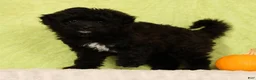 Pomapoo dogs for sale: Chelsey - Ad 3