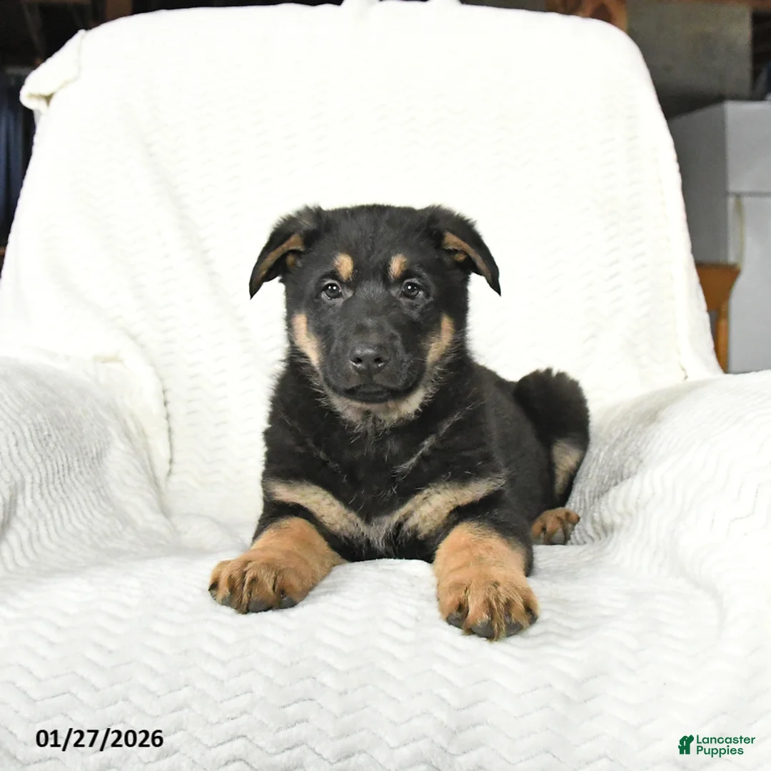 German Shepherd dogs for sale: Tank - Ad 2