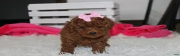 Miniature Poodle dogs for sale: Sasha  - Ad 6
