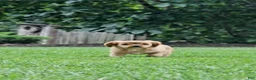 Cavapoo dogs for sale: Ruby - Ad 3