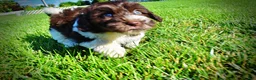 Havapoo dogs for sale: Bandit - Ad 21