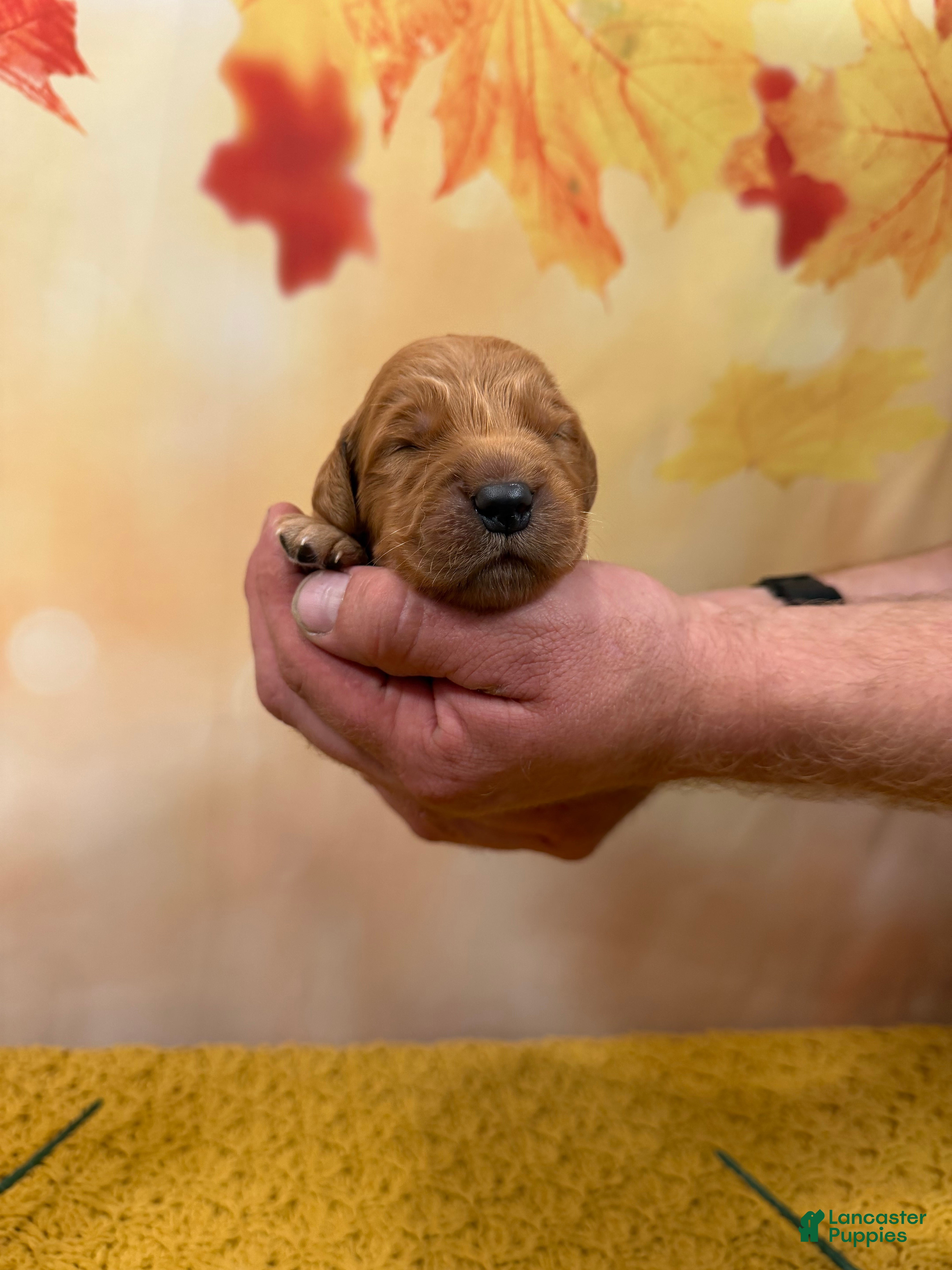 Golden Retriever dogs Hunter - Ad 1